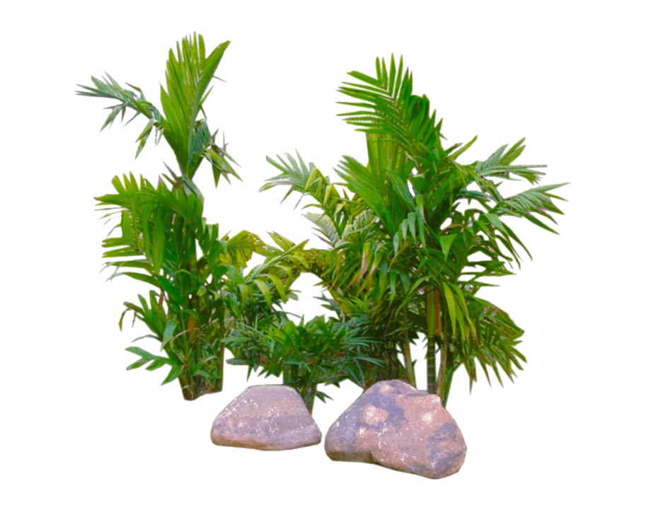 Palmier tropical GRATUIT PNG
