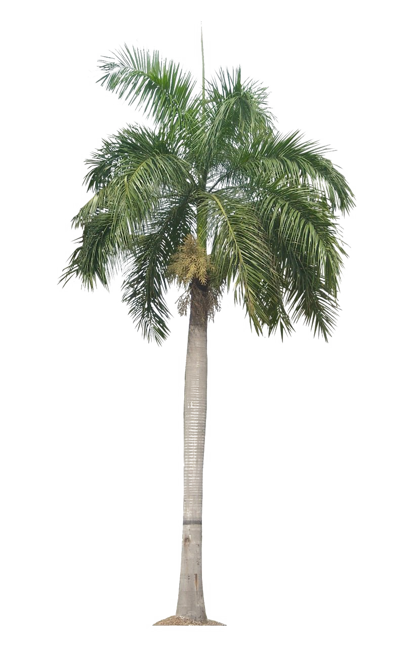 Tropical Palm Tree No Background
