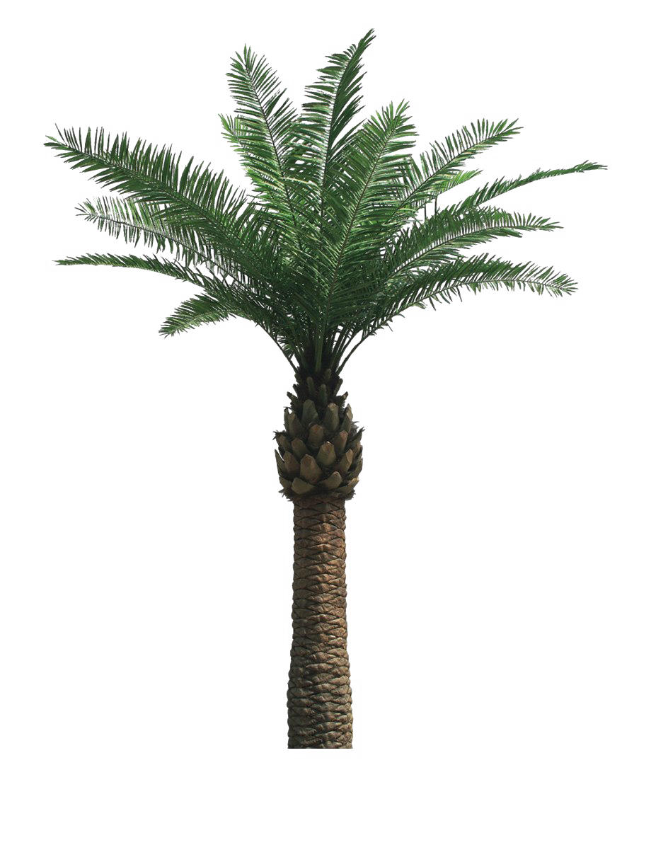 Tropical Palm Дерево PNG Clipart Background
