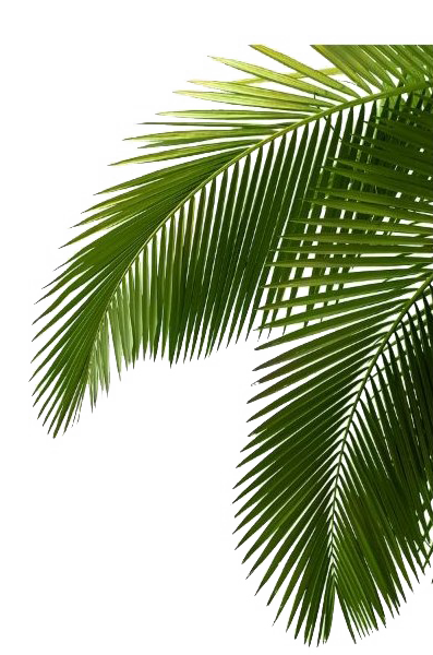 Tropical Palm Дерево PNG бесплатно скачать файл