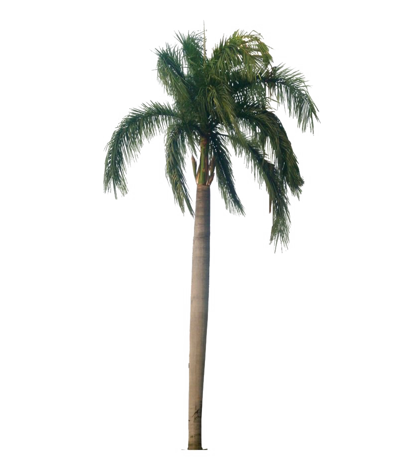 Tropical Palm Tree PNG HD Quality