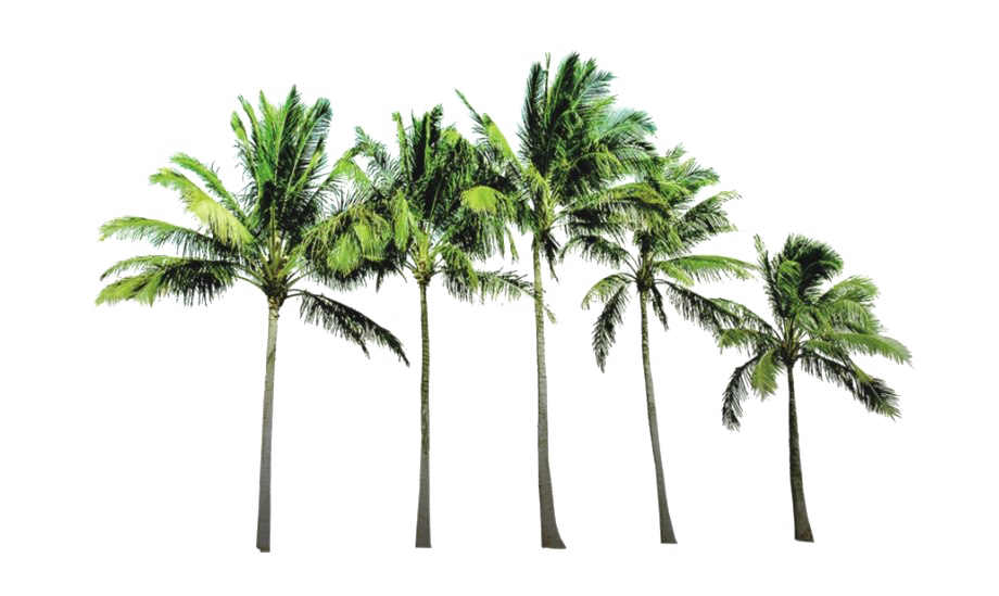Tropical Palm Tree PNG Images HD