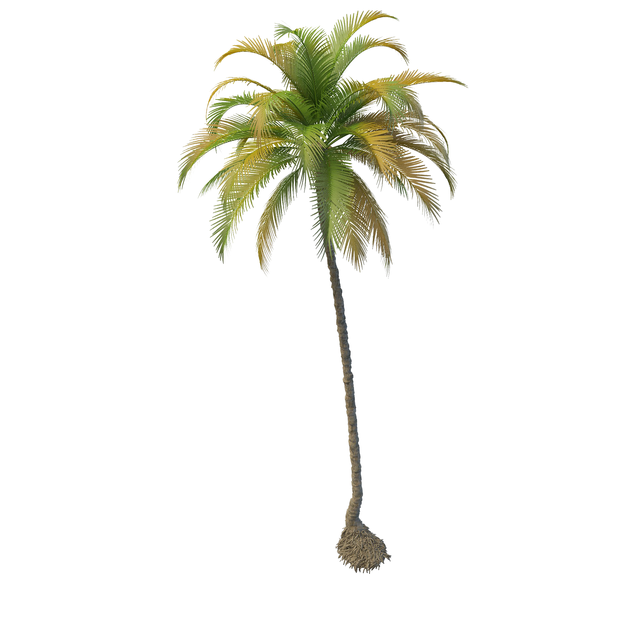 Tropical Palm Tree PNG Pic Background