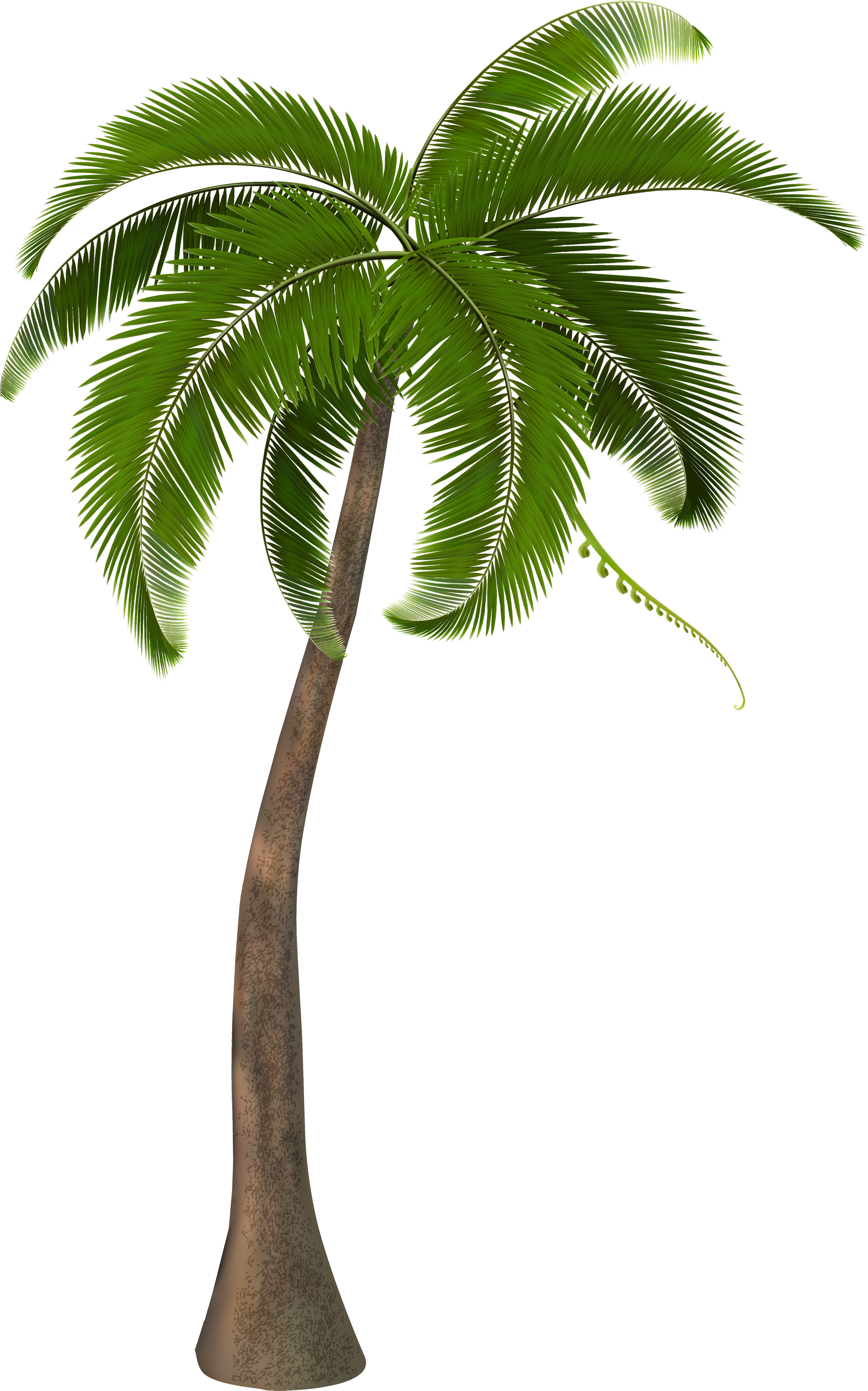 Tropical Palm Tree Transparent File