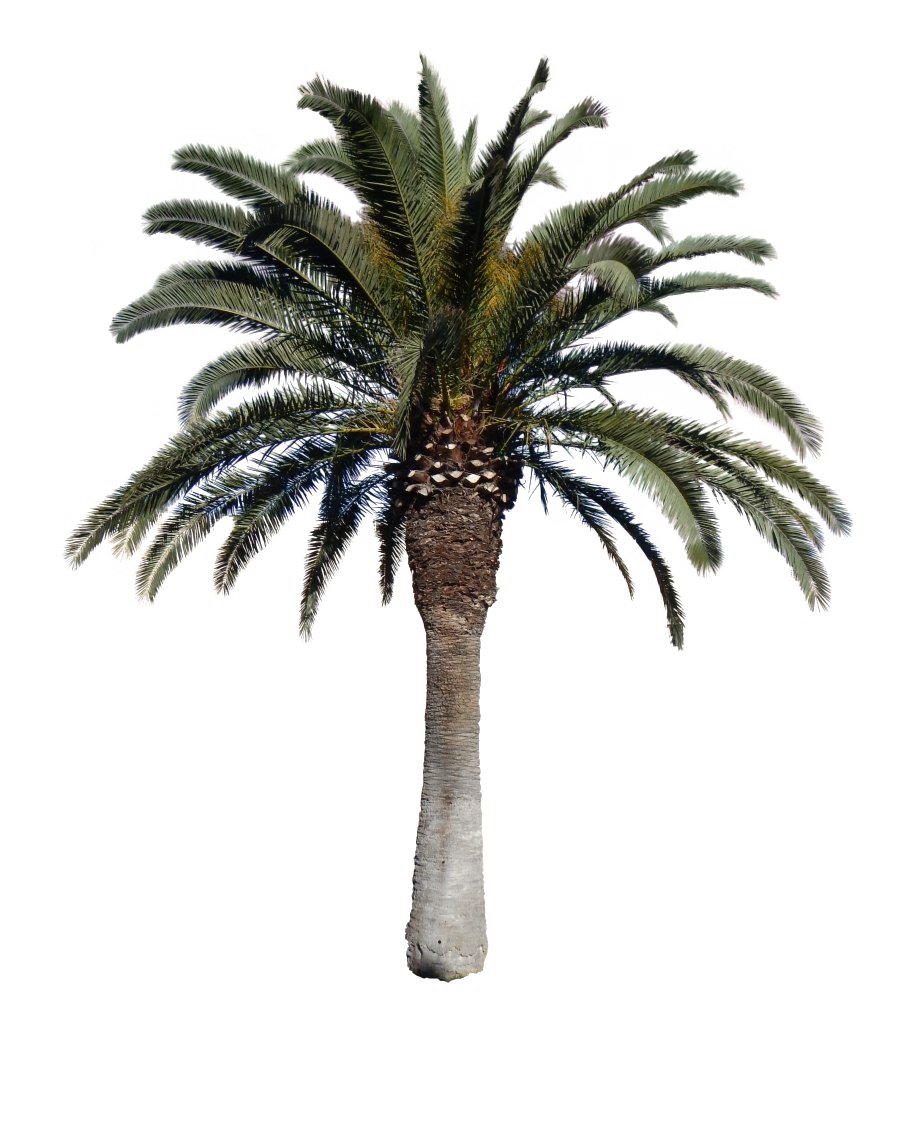 Tropical Palm Tree Transparent Free PNG