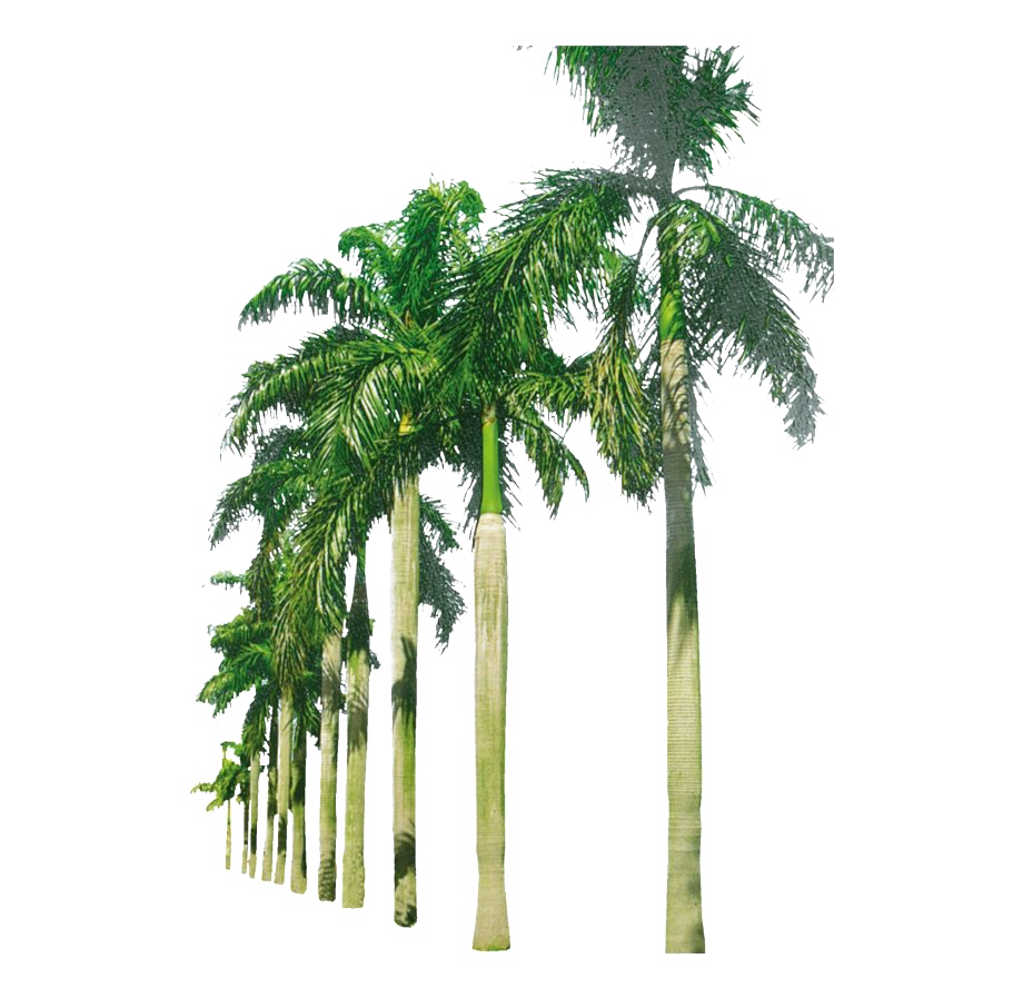 Tropical Palm Tree Transparent Image