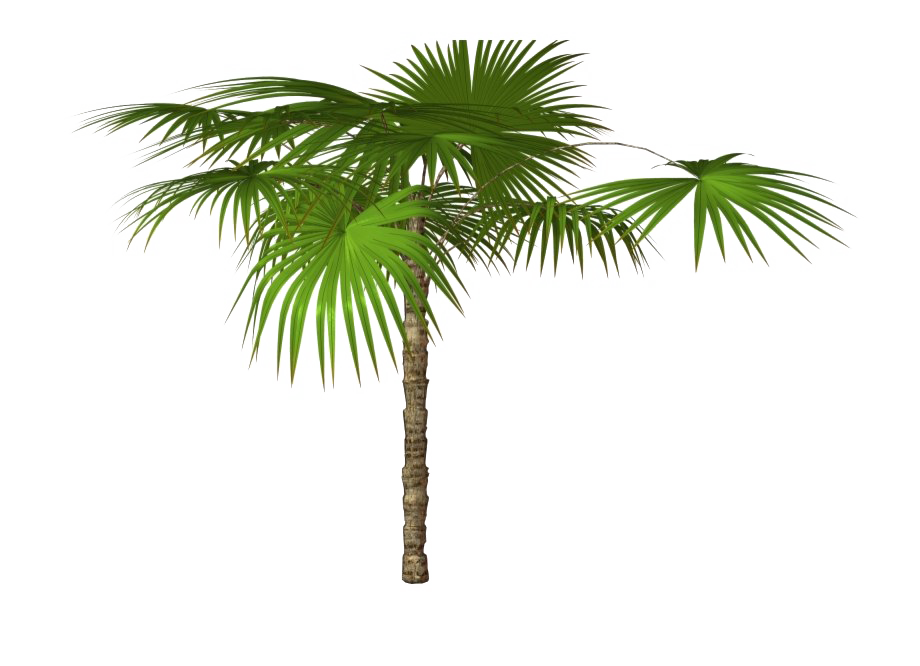 Tropical Palm Tree Transparent Images