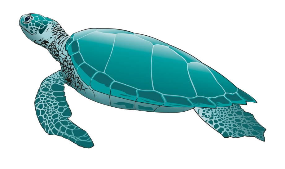 Turtle Background PNG Image