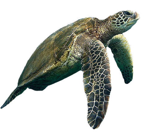 Turtle Background PNG