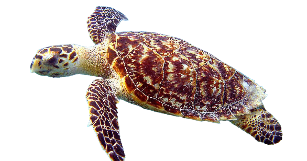 Turtle Download Free PNG
