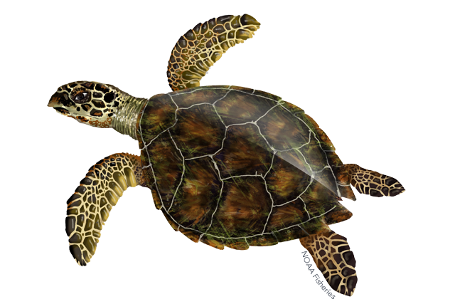 Turtle PNG Background