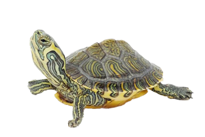 Turtle PNG Clipart Background