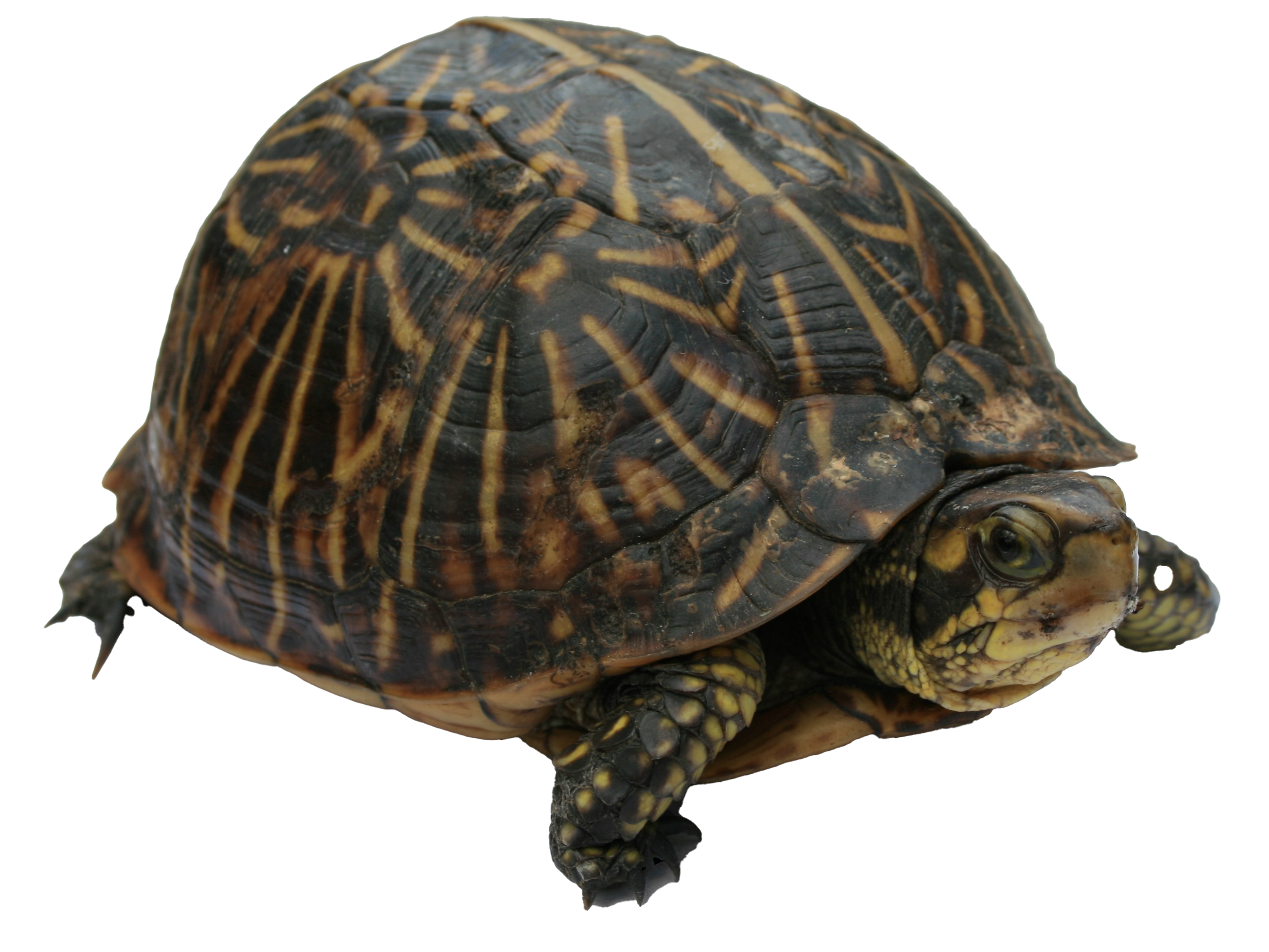 Turtle PNG Free File Download