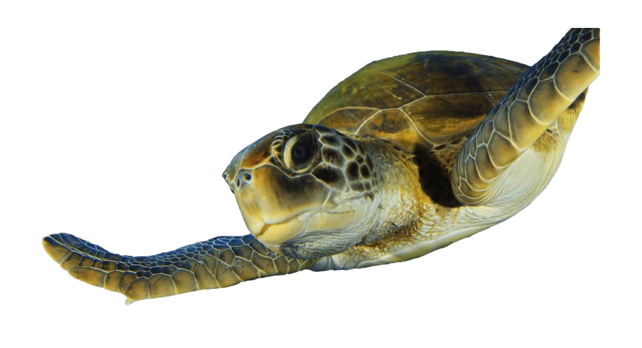 Turtle PNG HD Quality