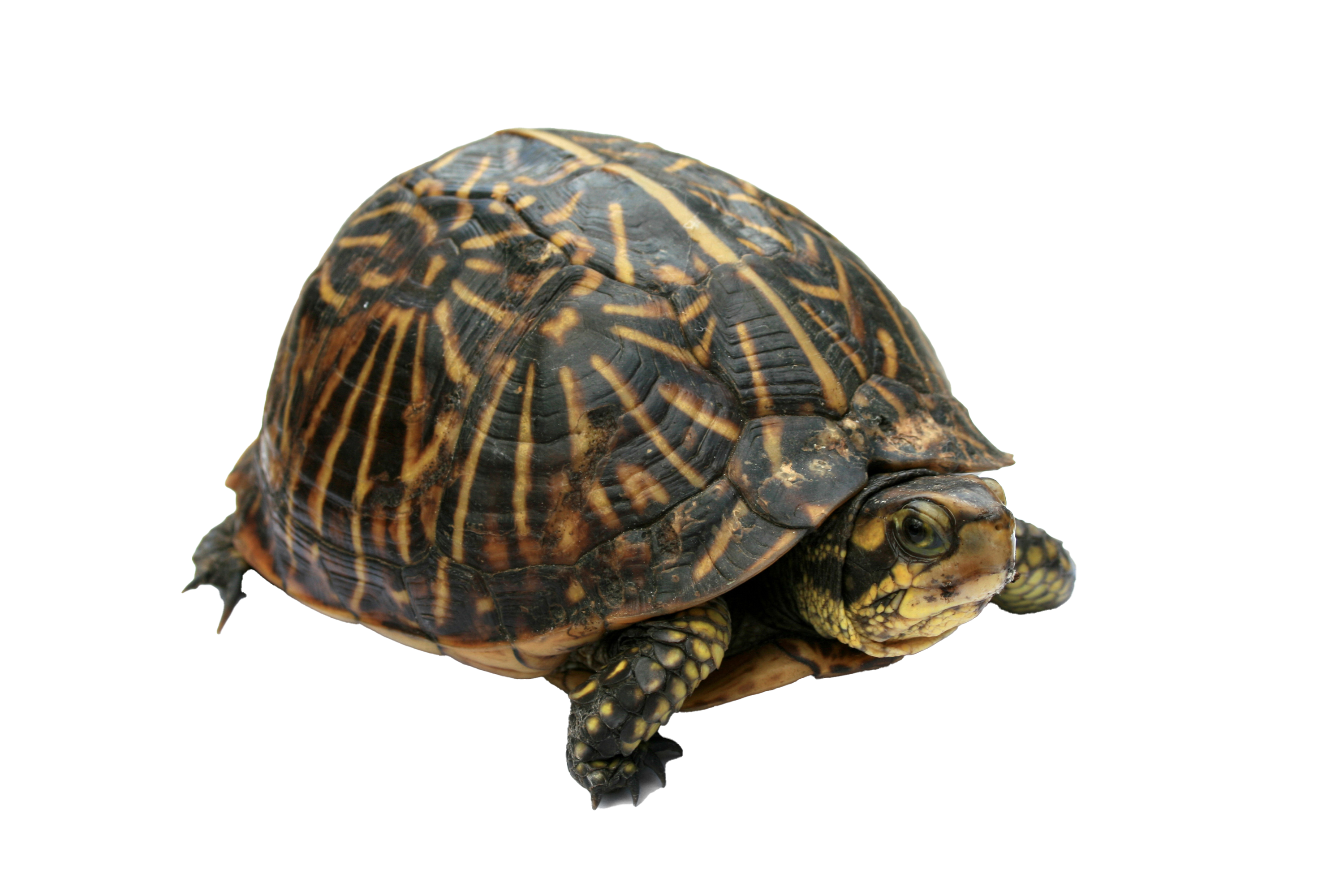 Turtle PNG Images HD