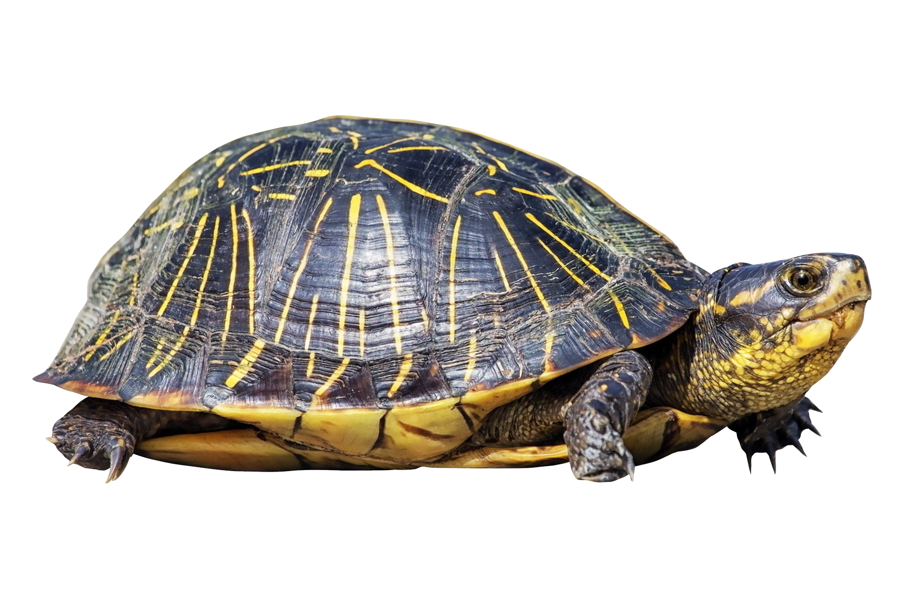 Turtle PNG Photo Image