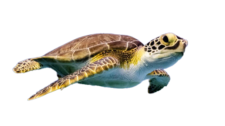 Turtle PNG Photos