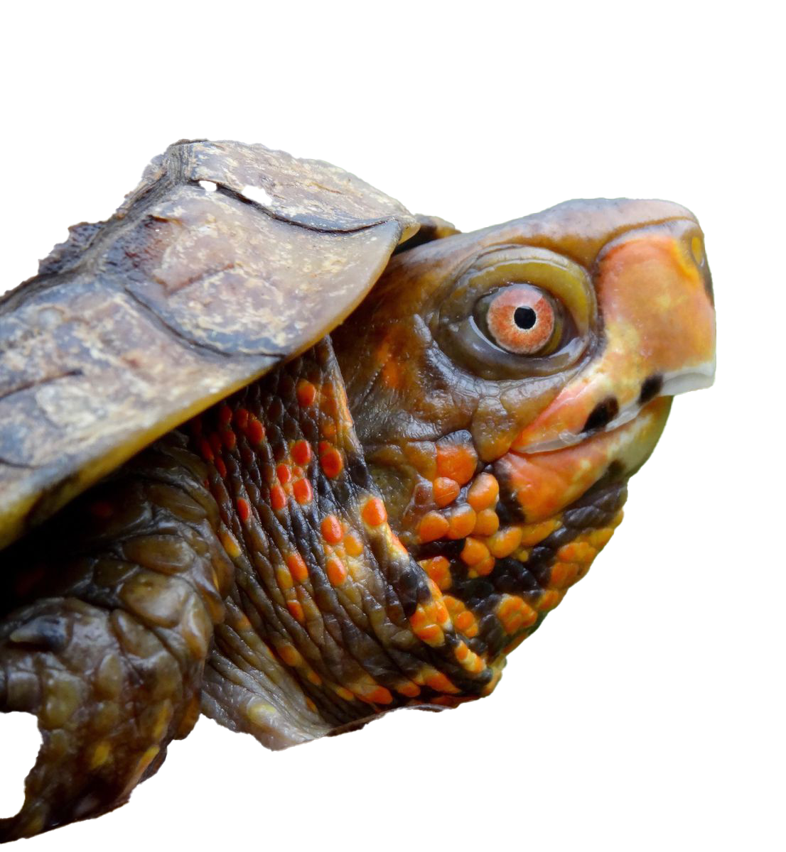Turtle PNG Pic Background
