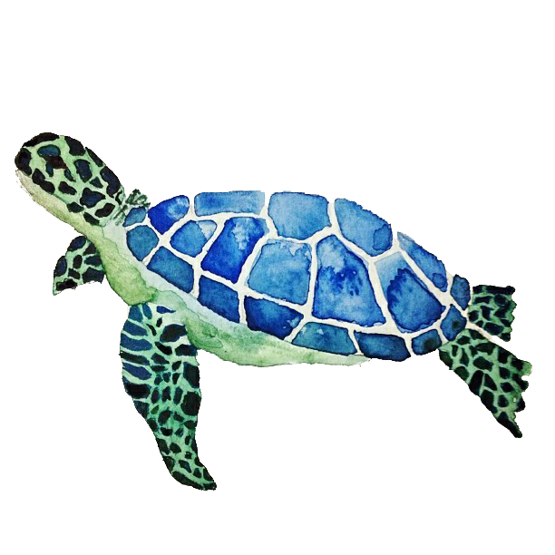 Turtle Transparent Background