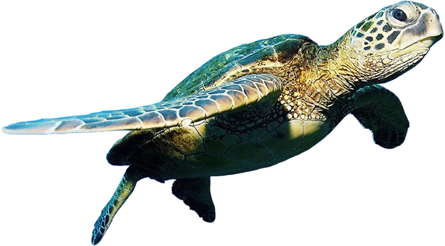Turtle Transparent Image