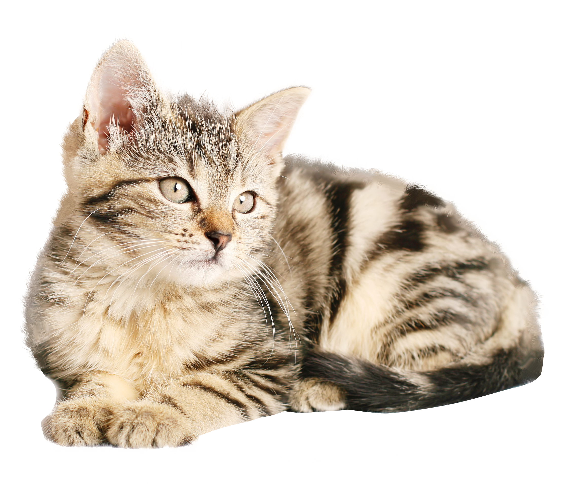 Velue Chatte Fond PNG Image