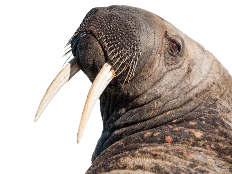 Walrus Background PNG Image