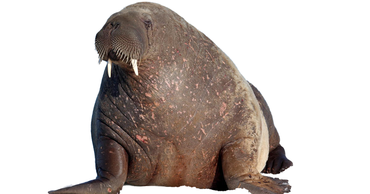 Walrus Download Free PNG