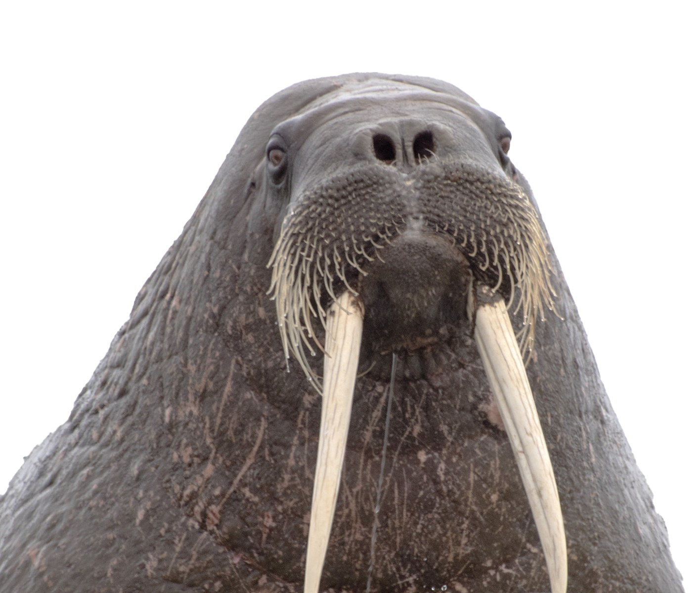 Walrus PNG Background