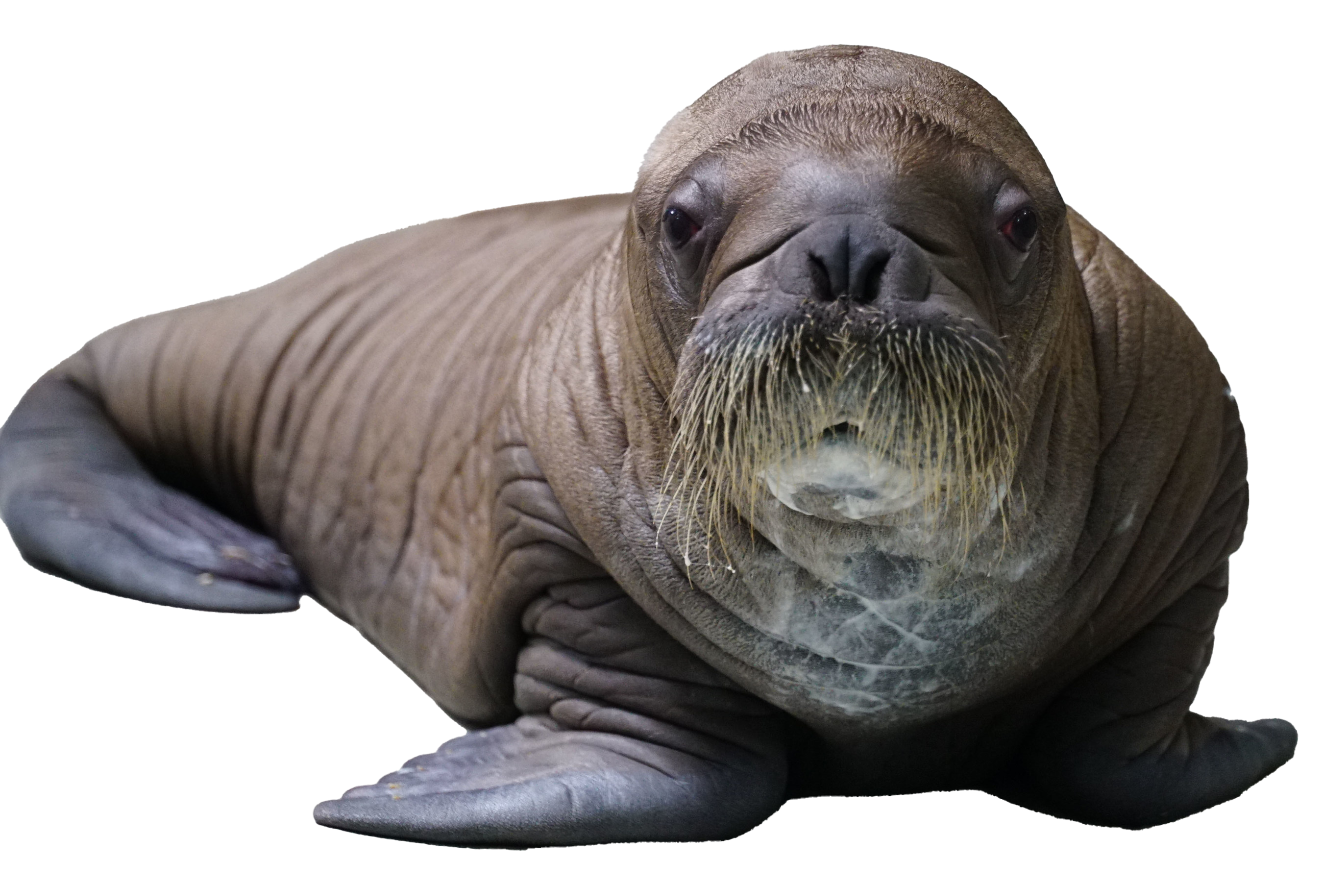 Walrus PNG Free File Download