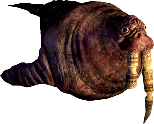 Walrus PNG Pic Background