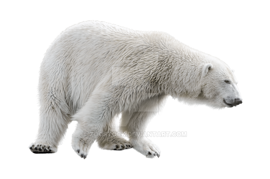 White Bear Background PNG Image