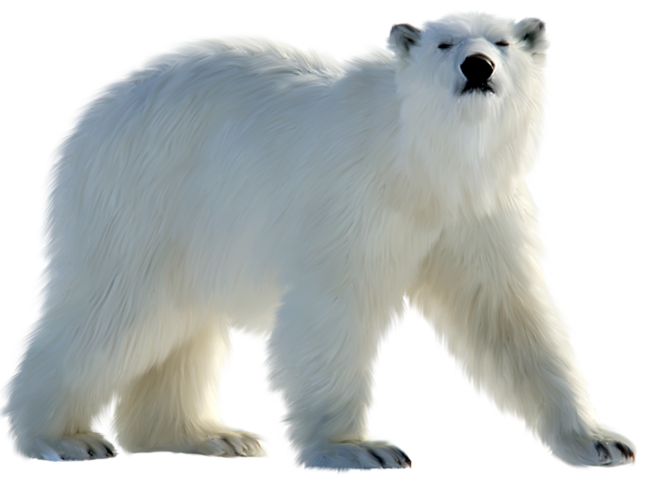 White Bear PNG Free File Download
