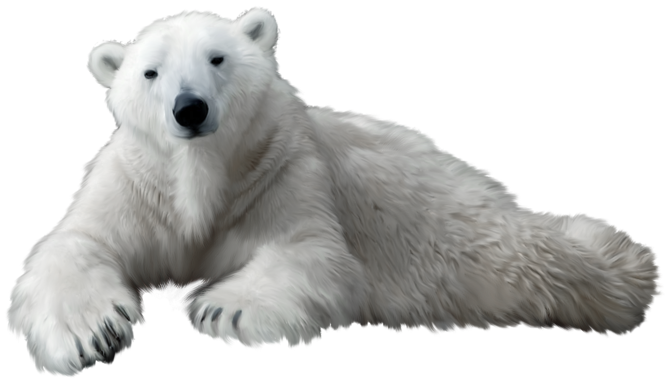 White Bear PNG Images HD