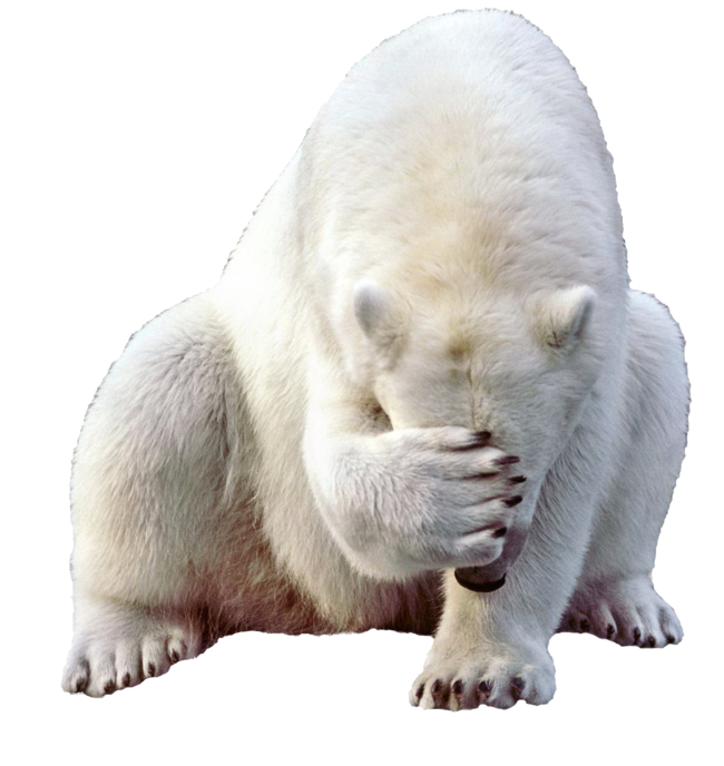 White Bear PNG Photo Image