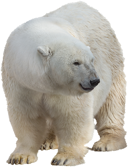 White Bear PNG Pic Background