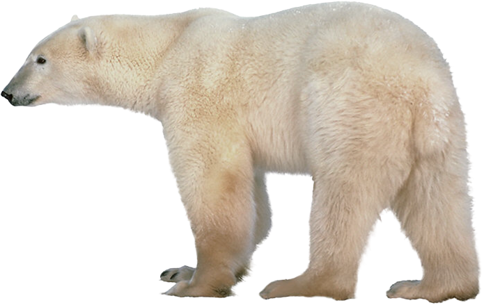 White Bear Transparent File