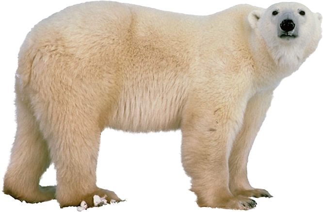 White Bear Transparent Free PNG