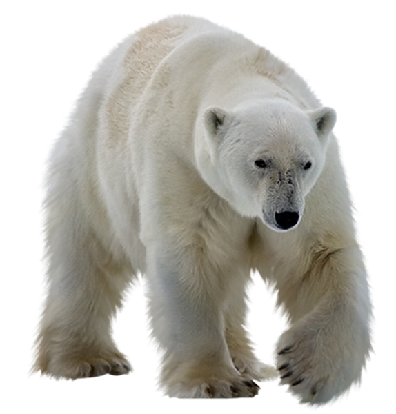 White Bear Transparent Image