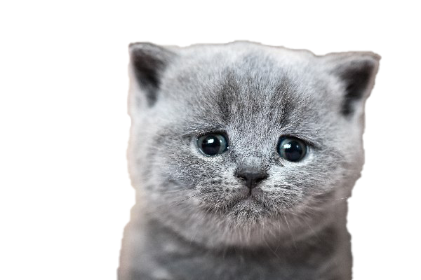White Cat PNG HD Quality