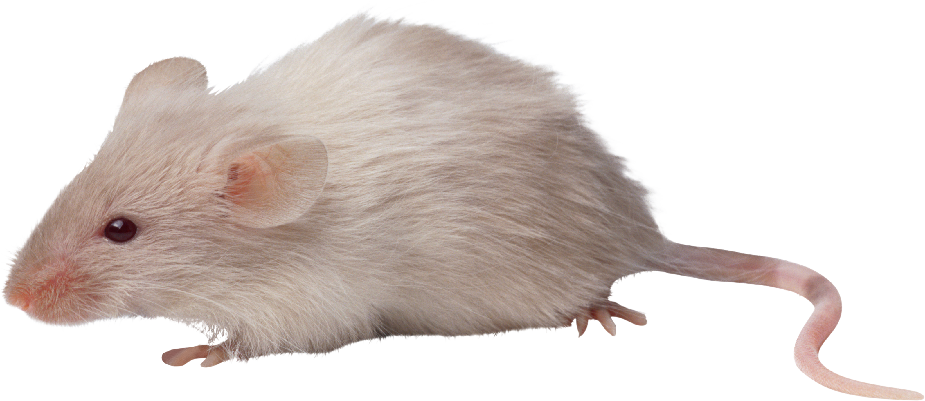 White Mouse Download Free PNG