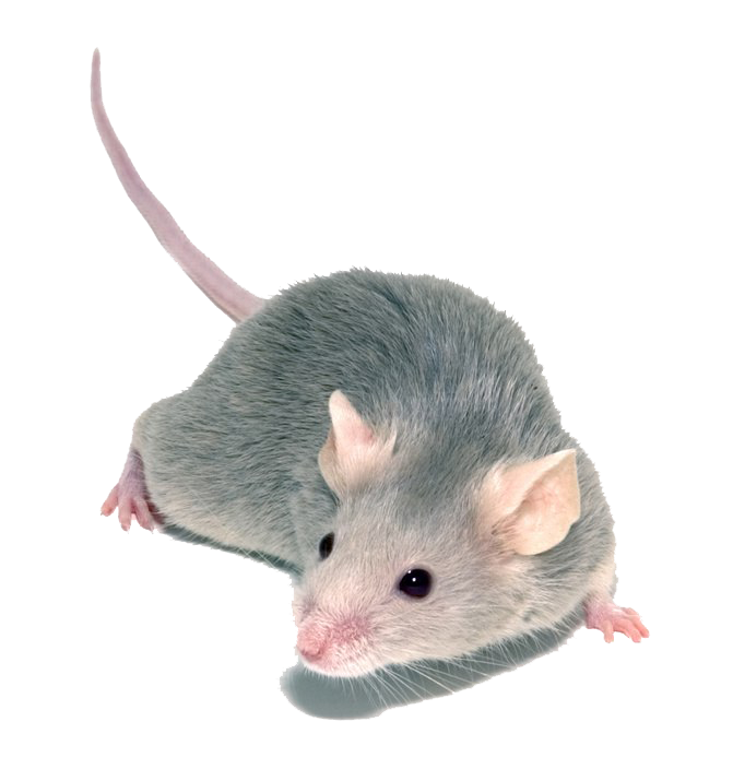 White Mouse Transparent Background
