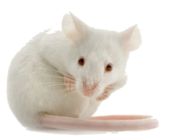White Mouse Transparent File