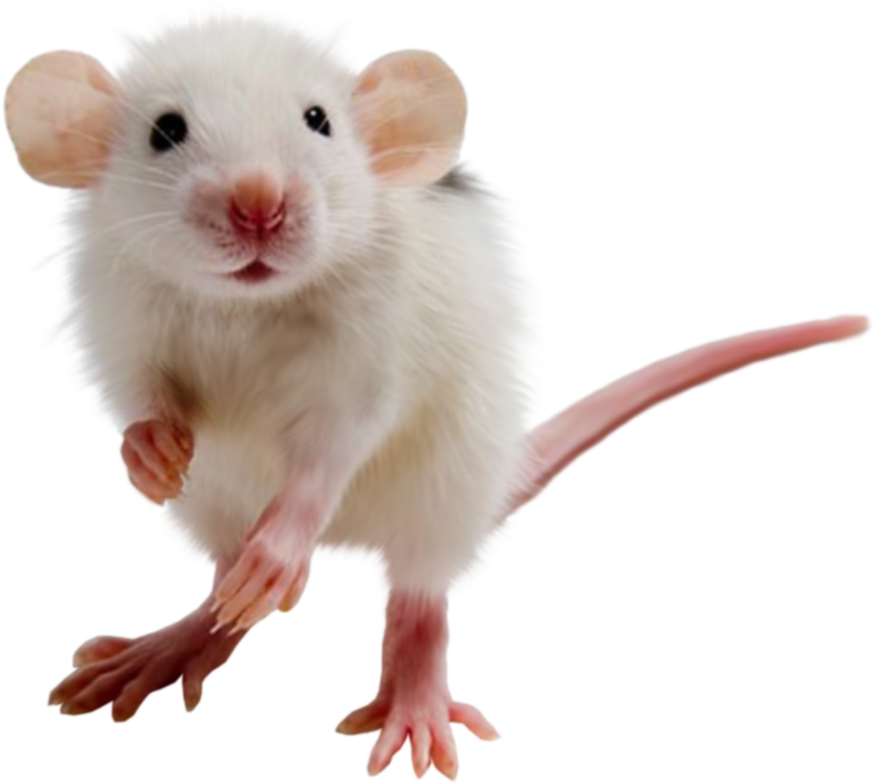 White Mouse Transparent Images