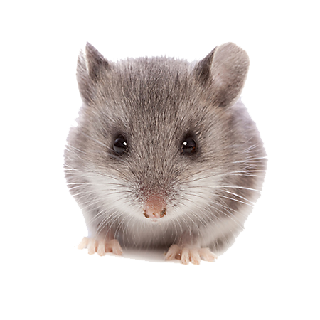 Mouse PNG Images Transparent Background | PNG Play