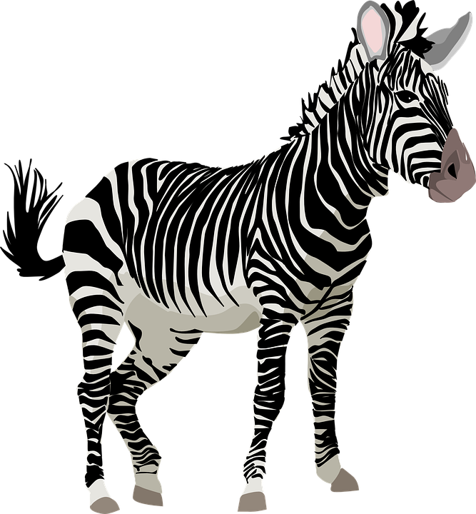 Zebra sem fundo