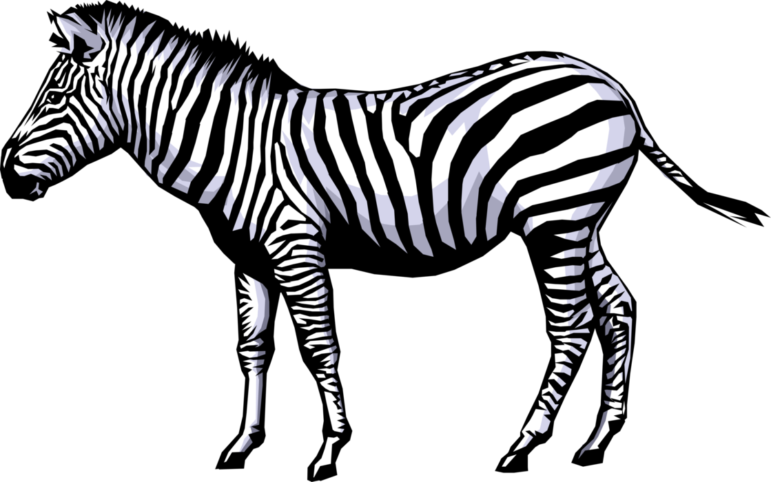 Zebra PNG الخلفية