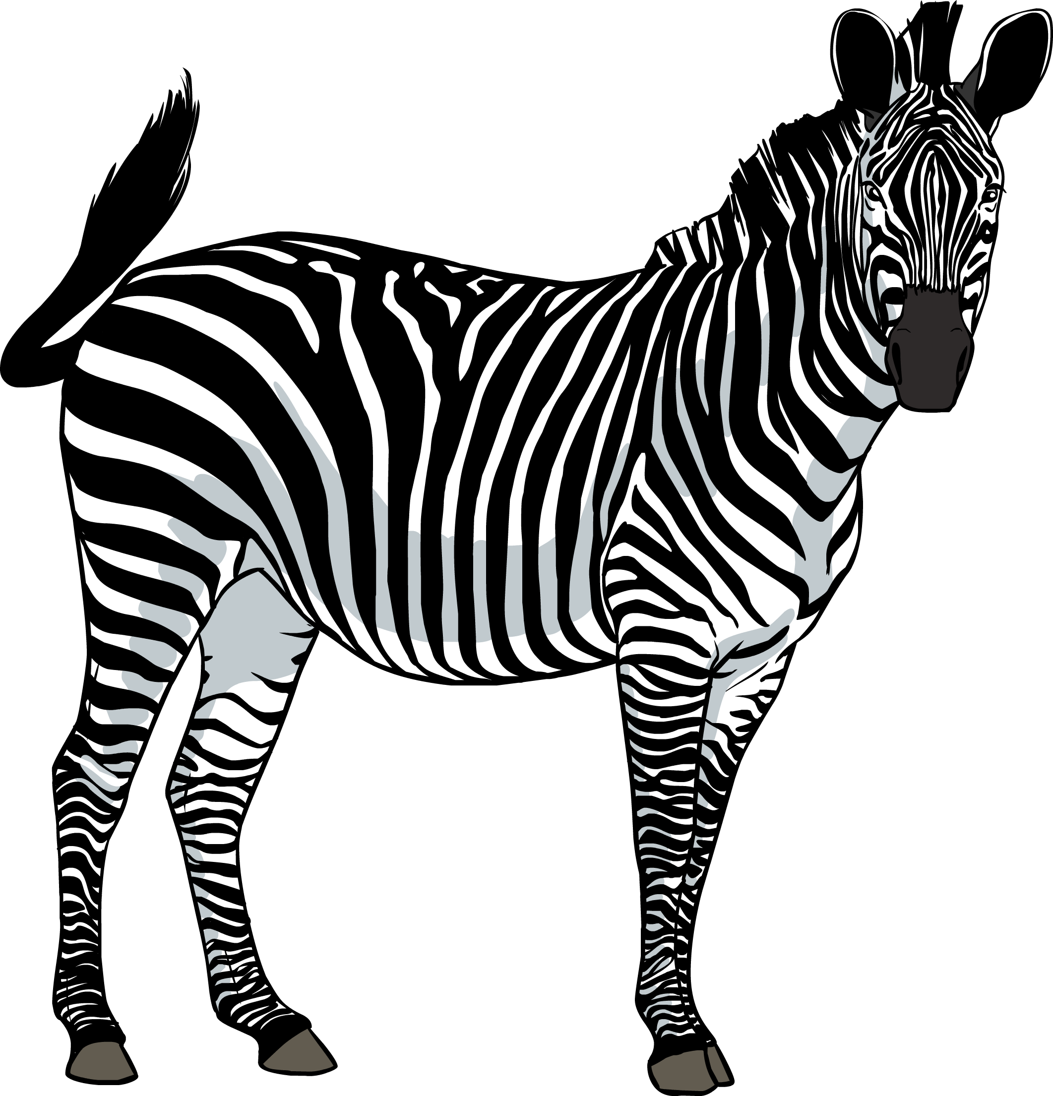 Imagem Transparente de zebra.