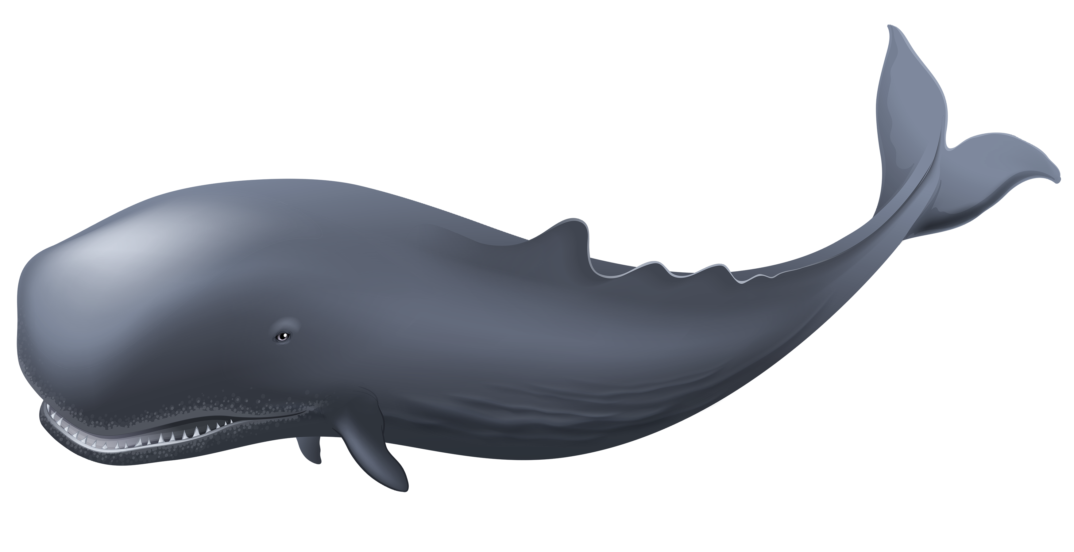 Baleine PNG Fond De Fichier