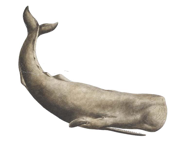 Baleine PNG Fond