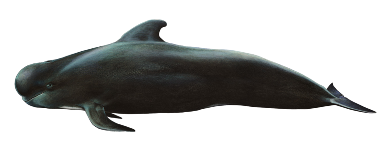 Baleine PNG Photo Fond